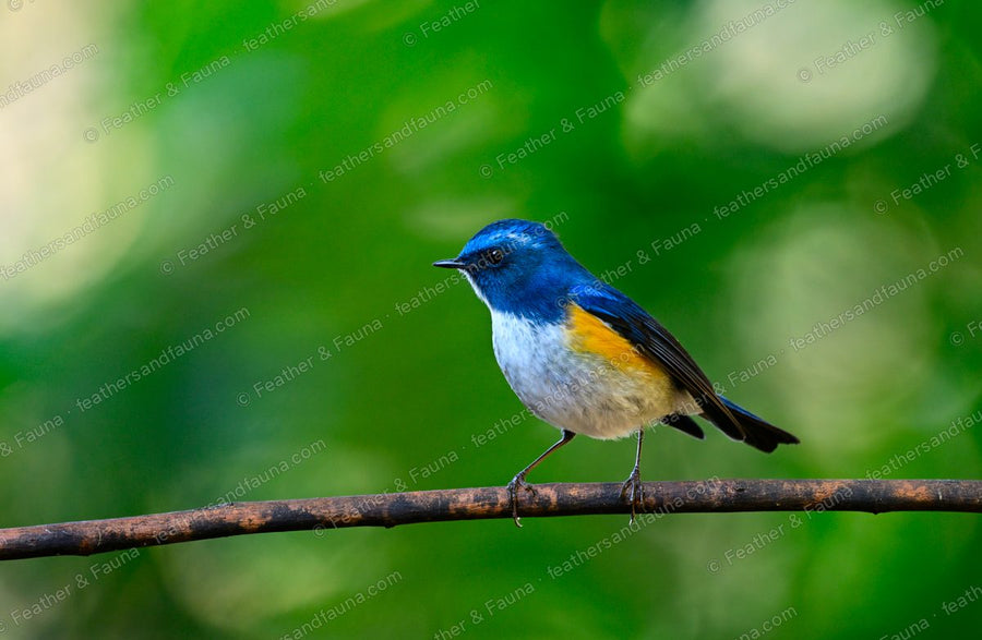 Male Himalayan Bluetail, blue above with orange flanks, on a diagonal branch.