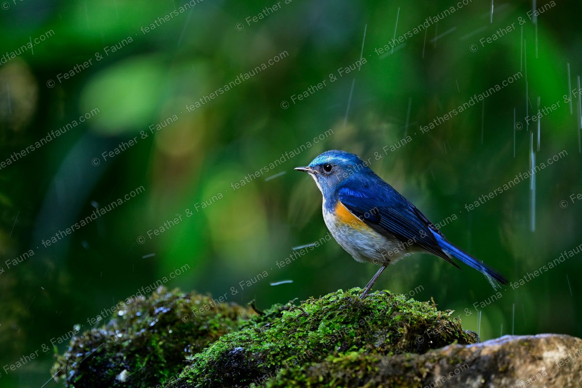 Male Himalayan Bluetail on a mossy rock in the rain, blue above with orange flanks.