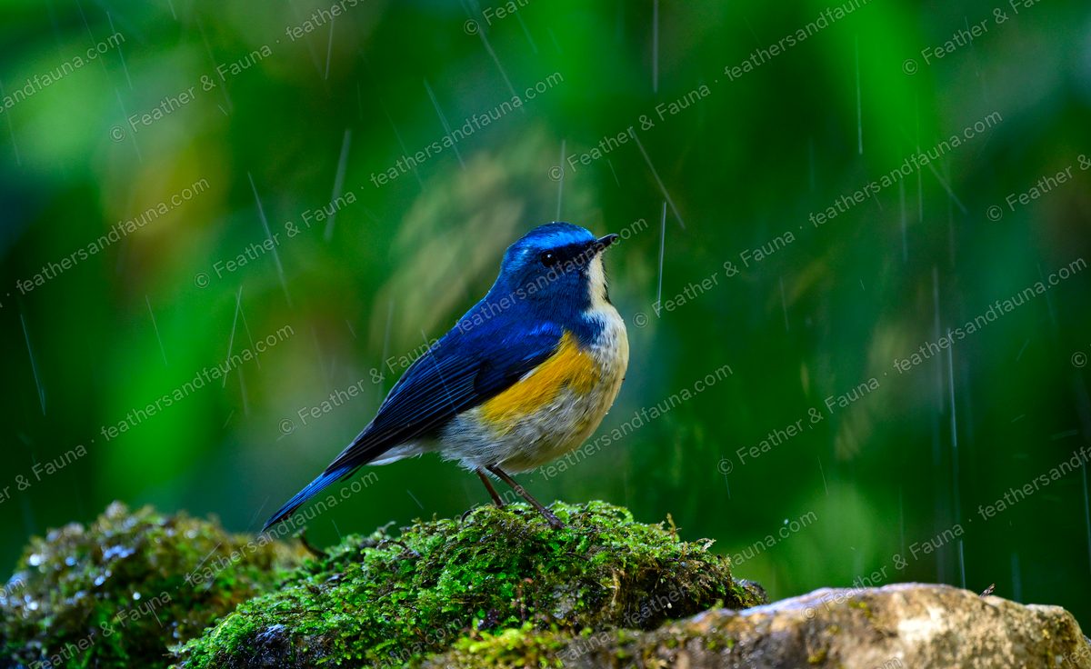 Male Himalayan Bluetail on a mossy rock in the rain, blue above with orange flanks.