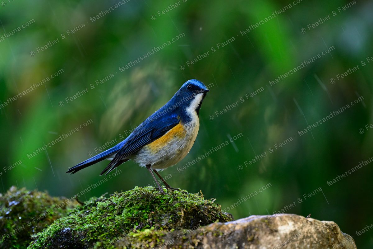 Male Himalayan Bluetail on a mossy rock in the rain, blue above with orange flanks.