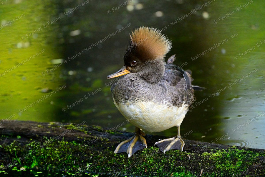 Female Hooded Merganser with a cinnamon crest on a mossy log by green water.