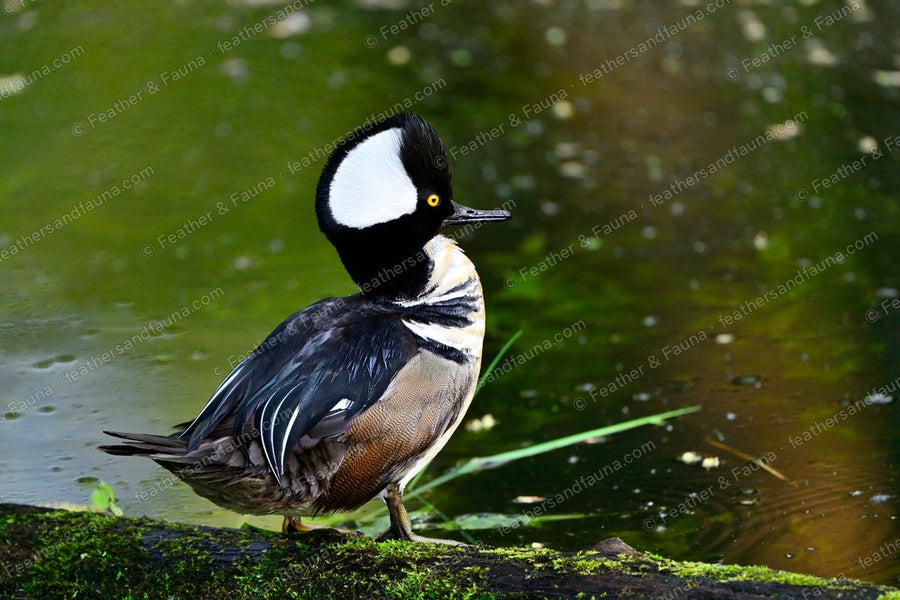 Male Hooded Merganser with a raised white fan crest on a mossy log by green water.