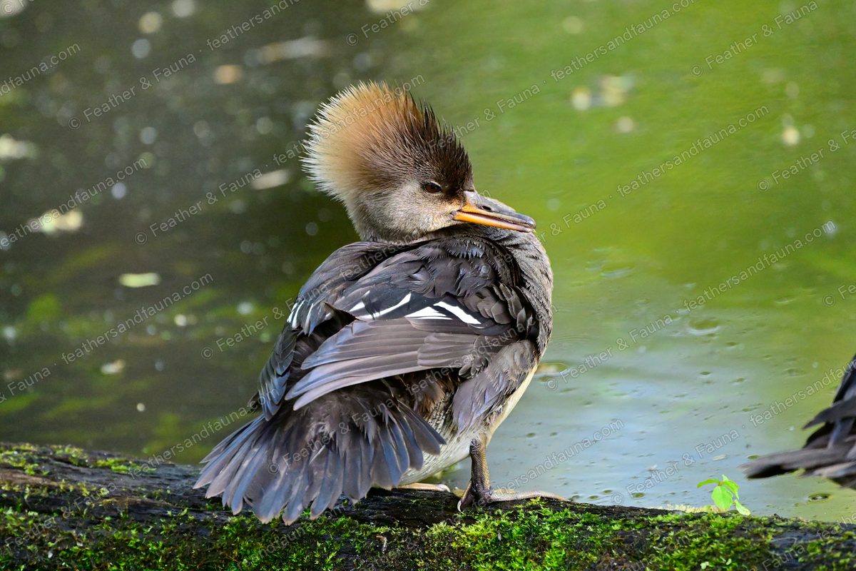 Female Hooded Merganser preening on a mossy log, cinnamon crest raised.