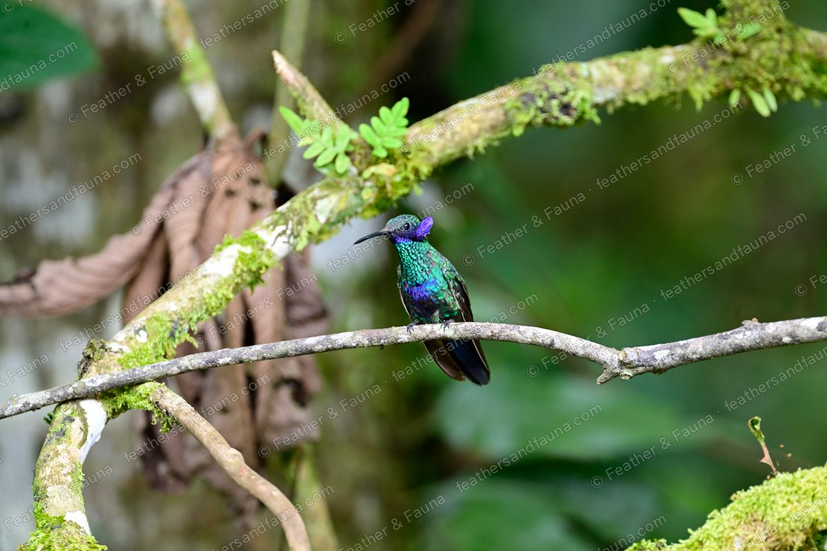 Hummingbird with a green back and violet throat perched on a mossy branch.