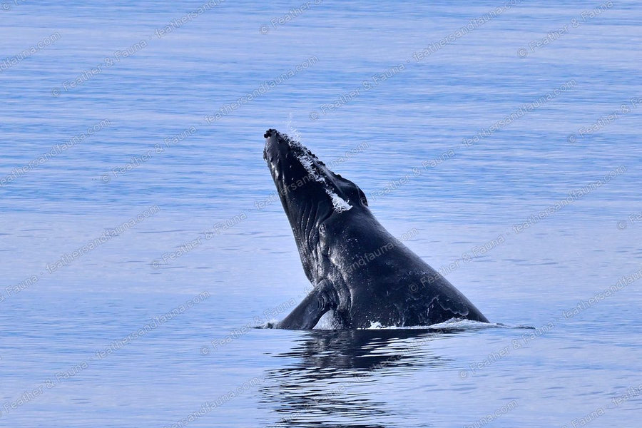 A humpback whale twisting as it breaches from glassy blue water.