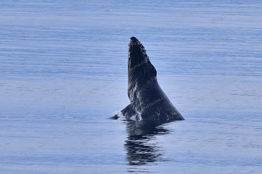 A humpback whale breaching head-first from a calm blue sea.