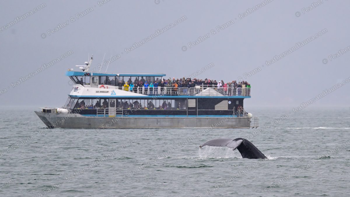 A humpback whale's tail fluke rising from the water beside a crowded tour boat.