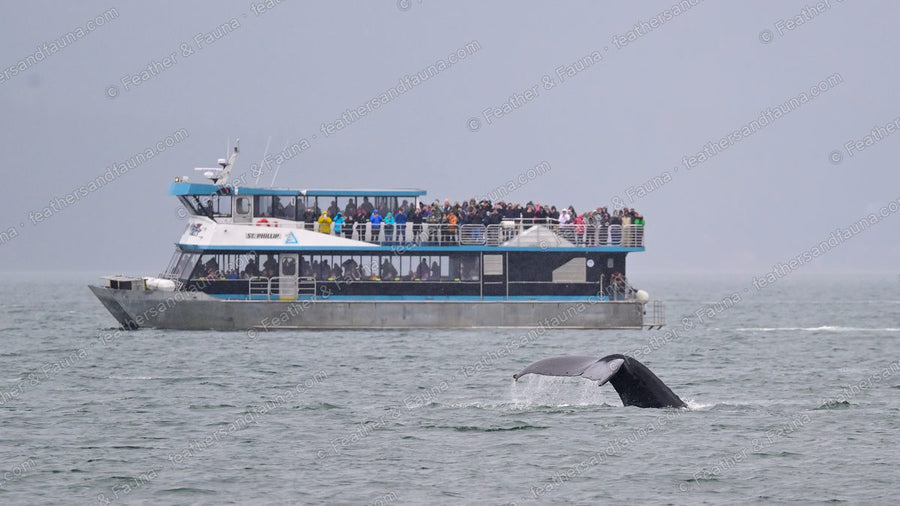 A humpback whale's tail fluke rising from the water beside a crowded tour boat.