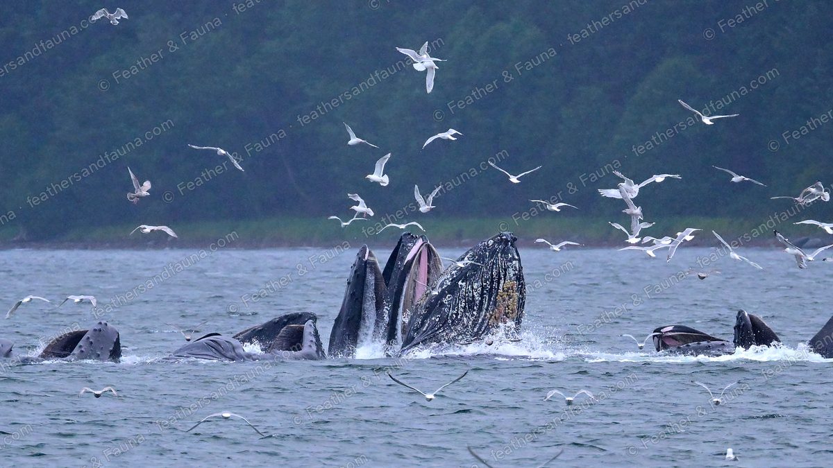 Humpback whales rising mouth-first through a bubble net, baleen showing, gulls close by.