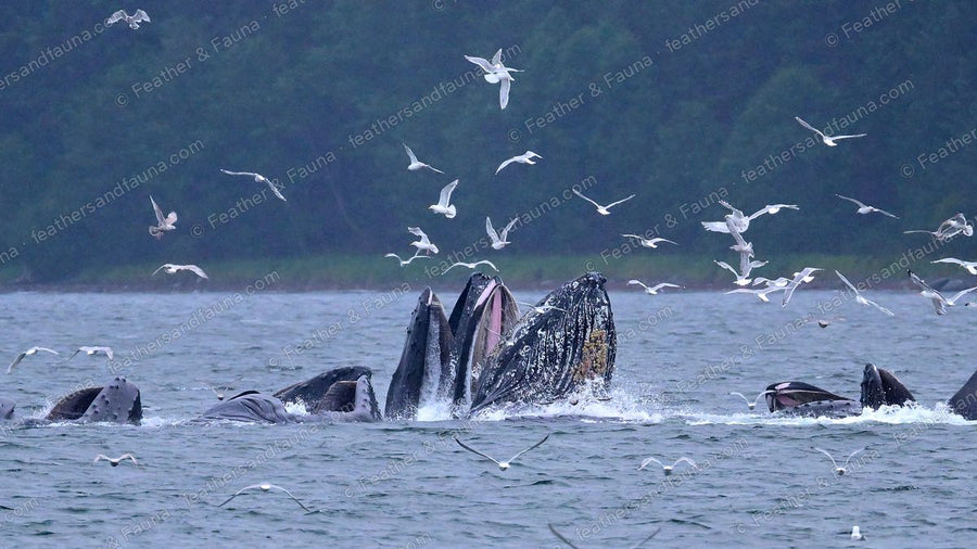 Humpback whales rising mouth-first through a bubble net, baleen showing, gulls close by.