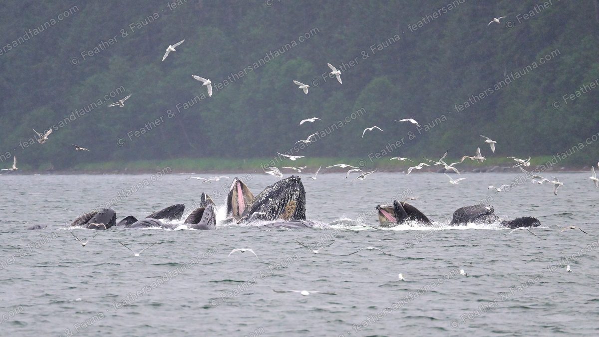 A group of humpback whales lunging up with open mouths in a bubble-net feed, gulls above.