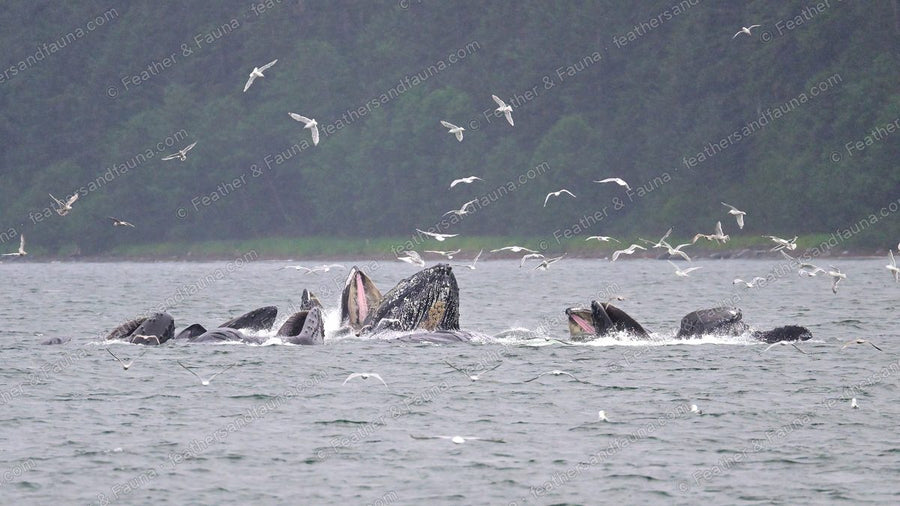 A group of humpback whales lunging up with open mouths in a bubble-net feed, gulls above.