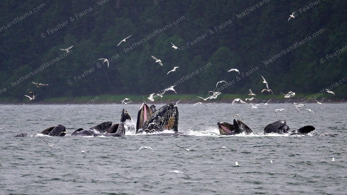 Humpback whales surfacing together in a churn of water, gulls all around.