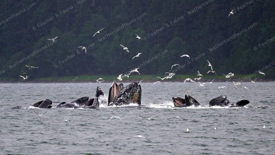 Humpback whales surfacing together in a churn of water, gulls all around.
