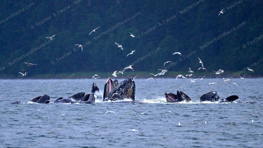 A tight cluster of humpback whales lunging from the water with open mouths.