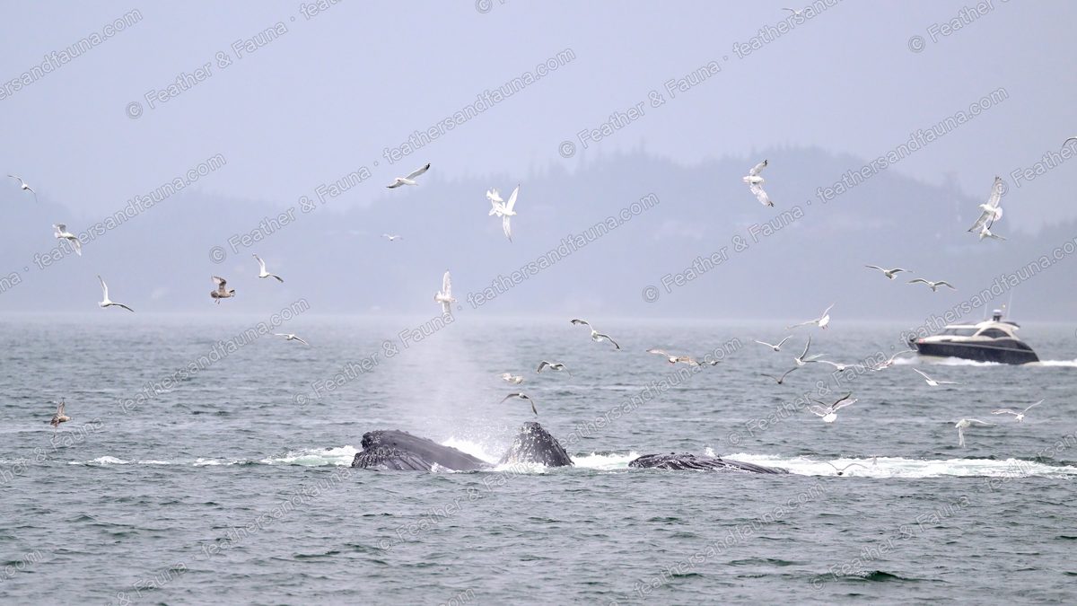 Two humpback whales surfacing among wheeling gulls on a misty coast.