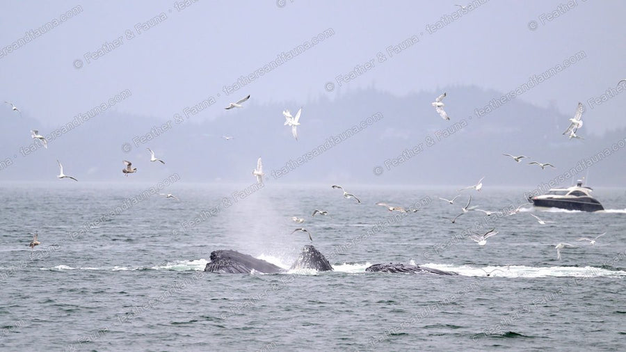 Two humpback whales surfacing among wheeling gulls on a misty coast.
