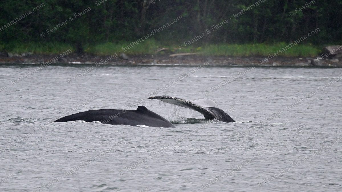 One humpback whale at the surface and another raising its tail fluke to dive.