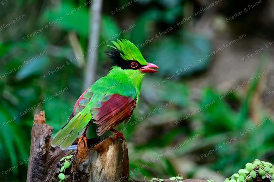 Indochinese Green Magpie, bright green with a black mask and red bill, on a stump.