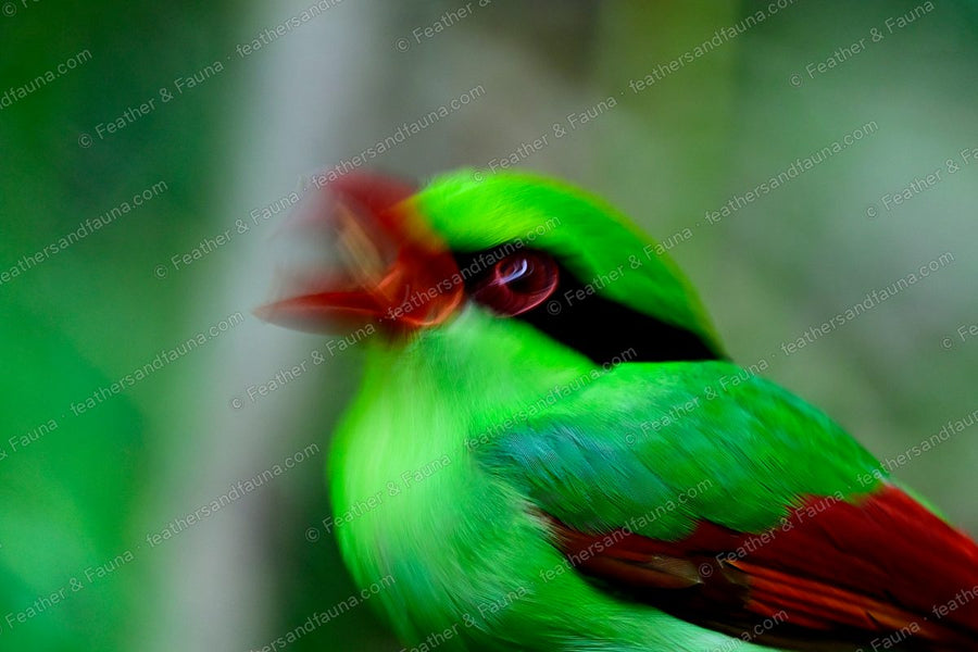 Indochinese Green Magpie calling, green plumage and red bill, slight motion blur.