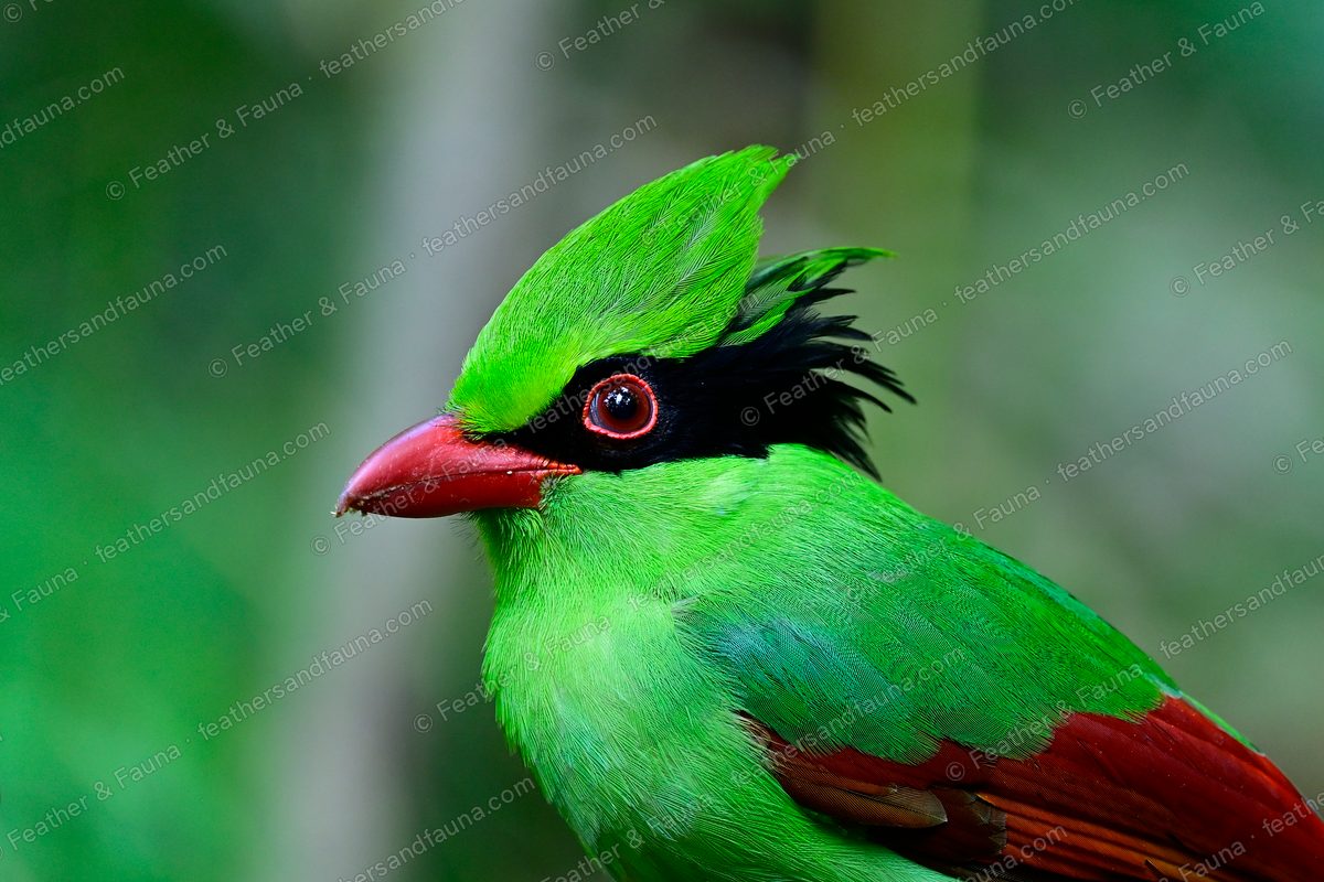 Profile portrait of an Indochinese Green Magpie, green with a red bill and black mask.