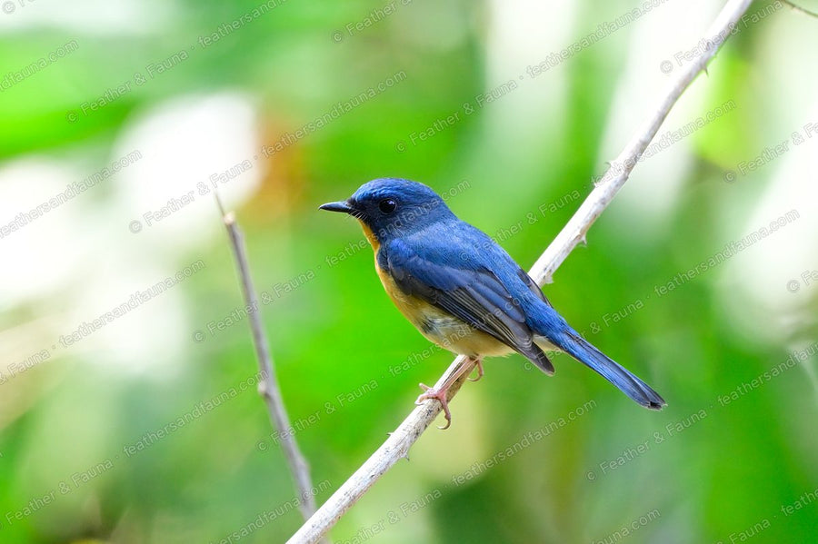 Male Large Blue Flycatcher, blue above with an orange breast, on a bare twig.