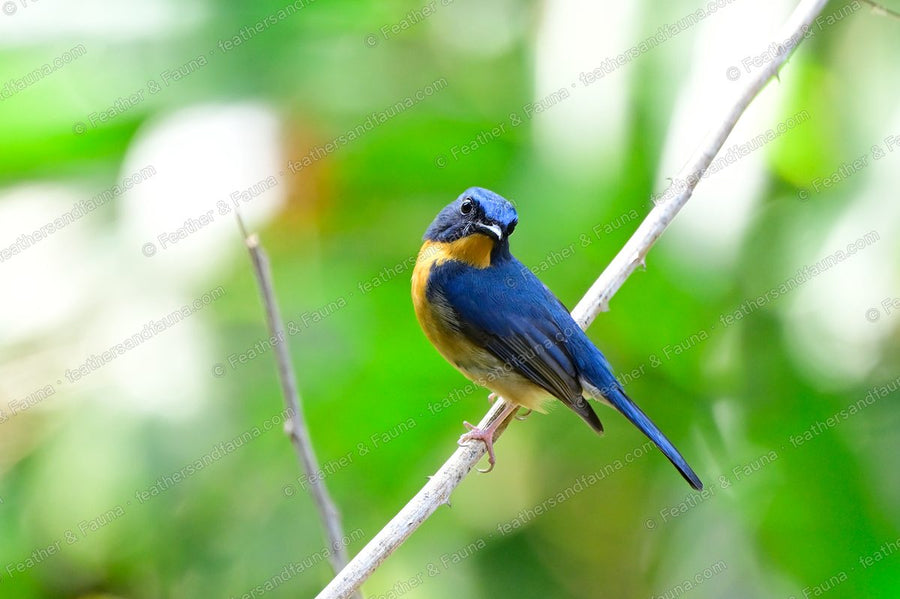 Male Large Blue Flycatcher facing forward on a twig, blue hood and orange throat.