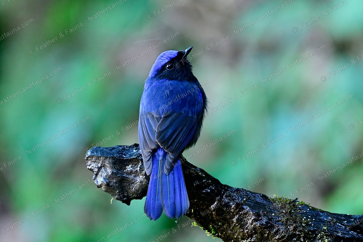 Male Large Niltava seen from behind on a mossy branch, glowing blue crown and rump.