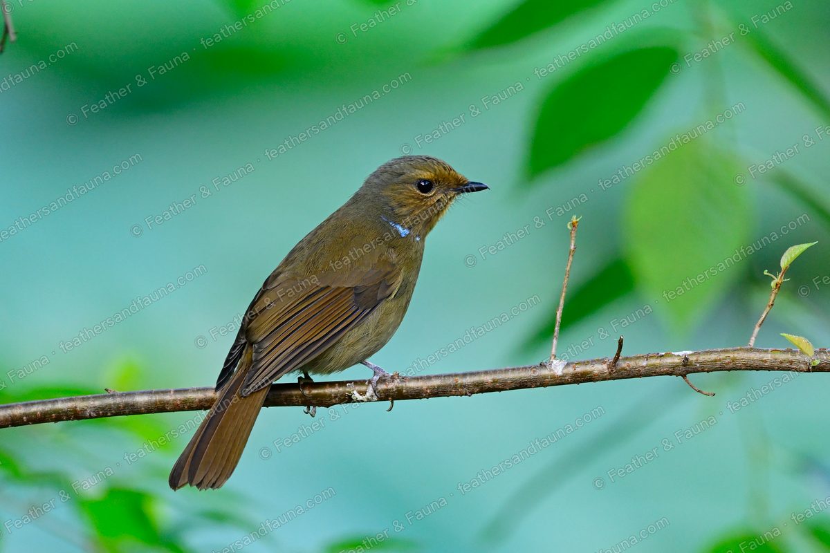 Female Large Niltava, olive-brown with a blue neck spot, on a bare branch.