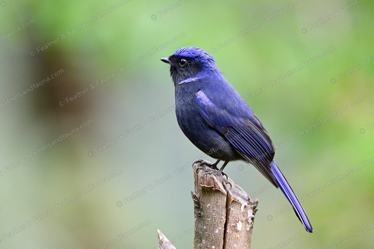 Male Large Niltava, dark blue with glowing blue crown and rump, on a broken stump.