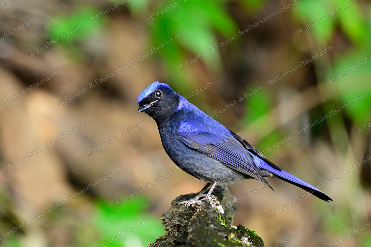 Male Large Niltava, dark blue with glowing blue crown and rump, on a mossy rock.