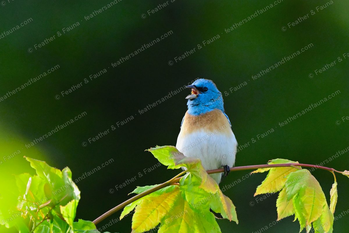 Male Lazuli Bunting singing, showing blue head and cinnamon breast band.
