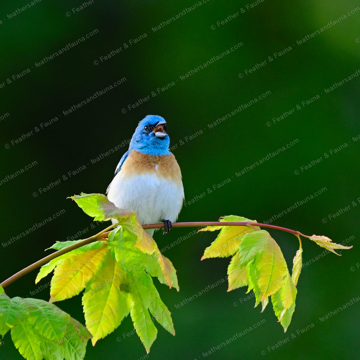 Male Lazuli Bunting singing on a maple twig among backlit green leaves.