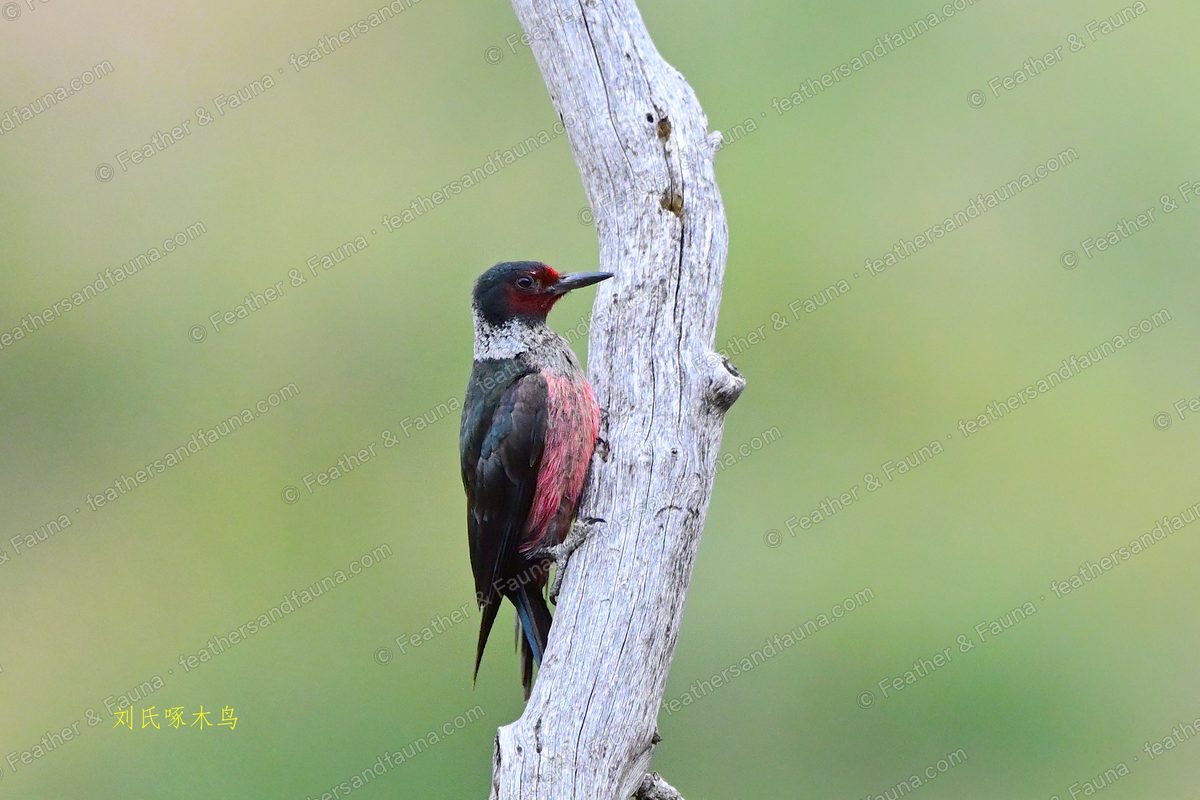 Lewis's Woodpecker with a dark green back and pink belly on a bleached snag.