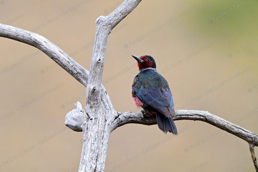 Lewis's Woodpecker perched upright on a weathered branch, silvery collar showing.