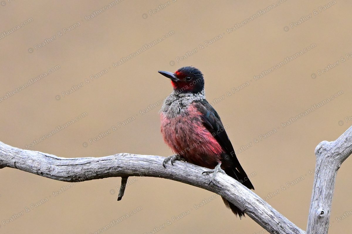 Lewis's Woodpecker with rose belly and green back on a forked grey branch.