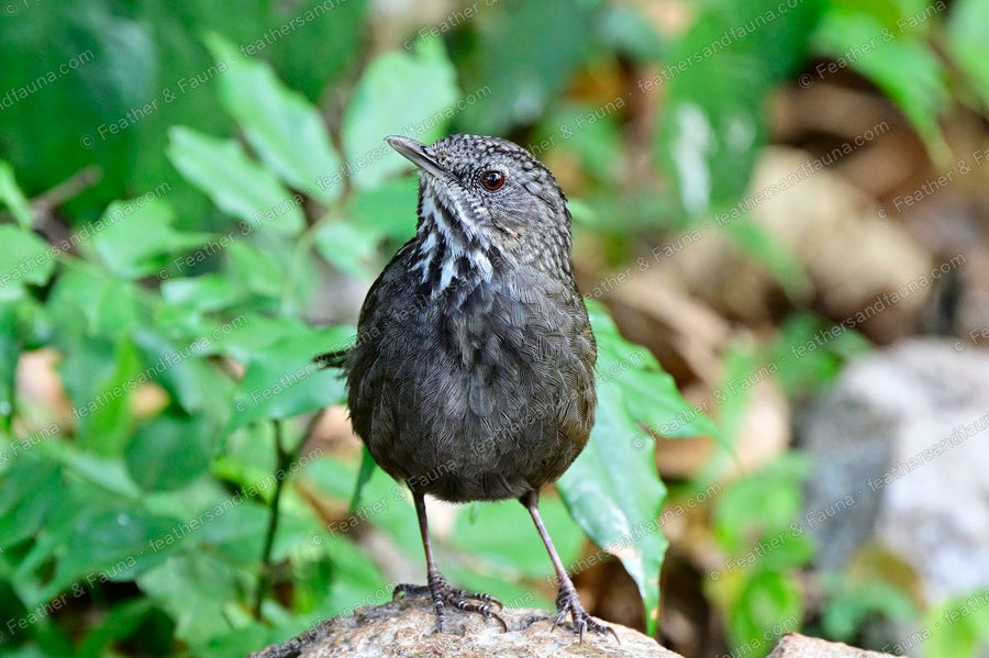 Limestone Wren-Babbler, dark grey-brown with faint streaks, standing on a rock.