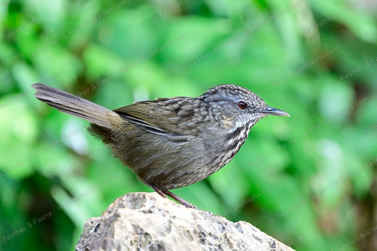 Limestone Wren-Babbler with a cocked tail and scaly plumage on a rock.