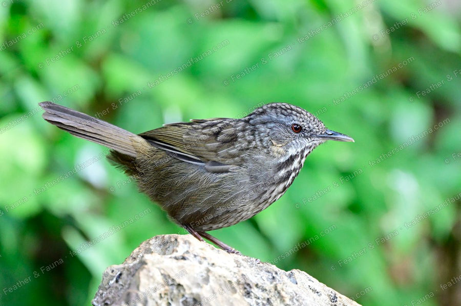 Limestone Wren-Babbler with a cocked tail and scaly plumage on a rock.