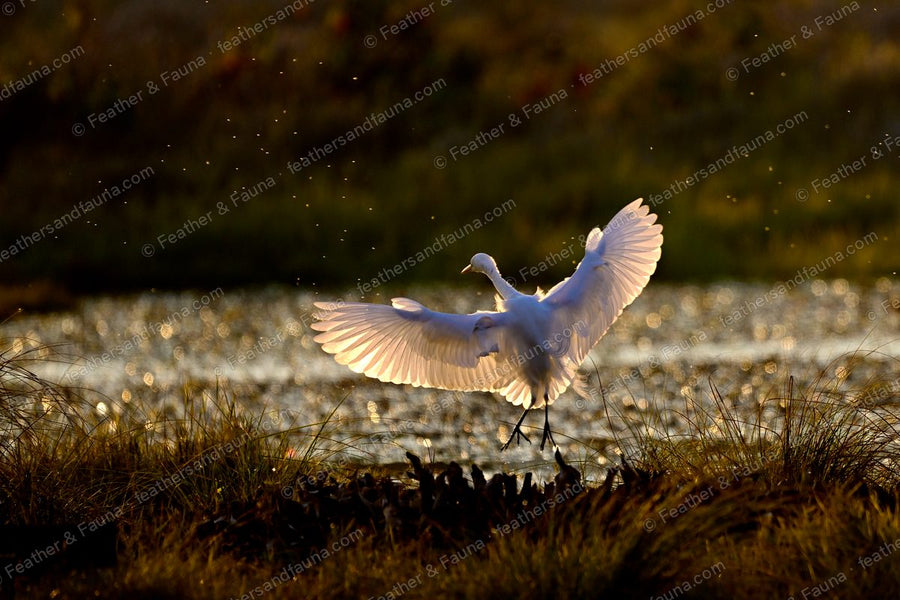 Little Egret landing in a golden marsh with wings spread and backlit.