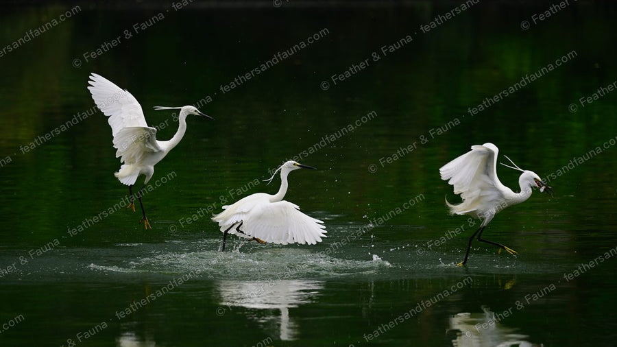 Three Little Egrets running across dark water with wings spread, kicking up spray.