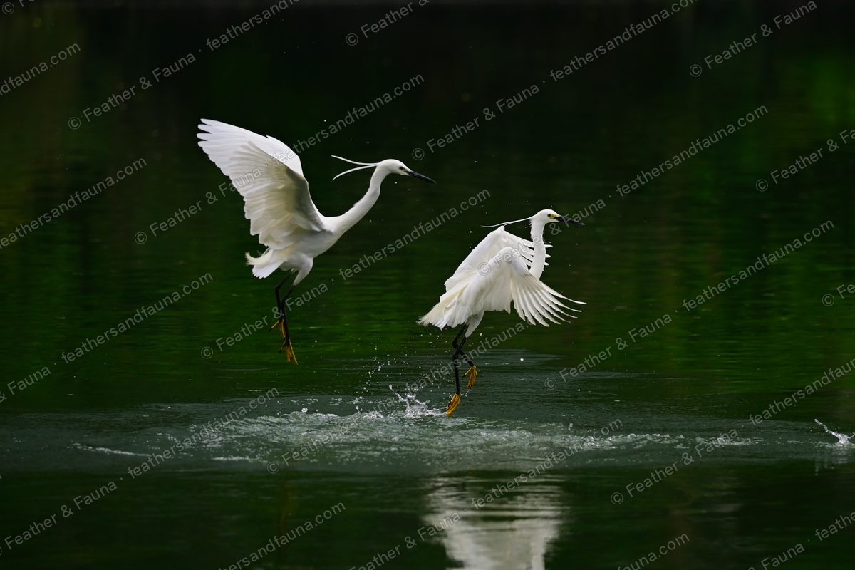 Two Little Egrets running across dark water with wings spread wide.