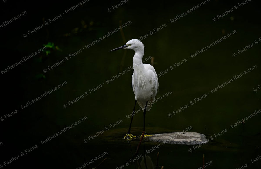 Little Egret standing on a rock in dark still water, white plumage against black.