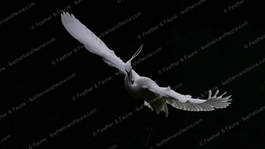 Little Egret twisting in flight against a black background, white wings spread.