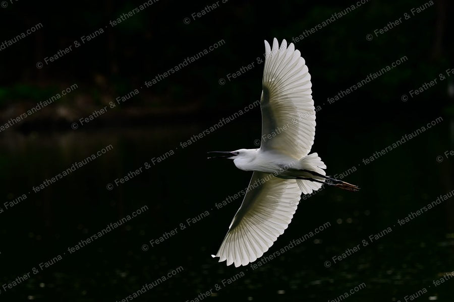 Little Egret flying over dark water with wings fully spread.