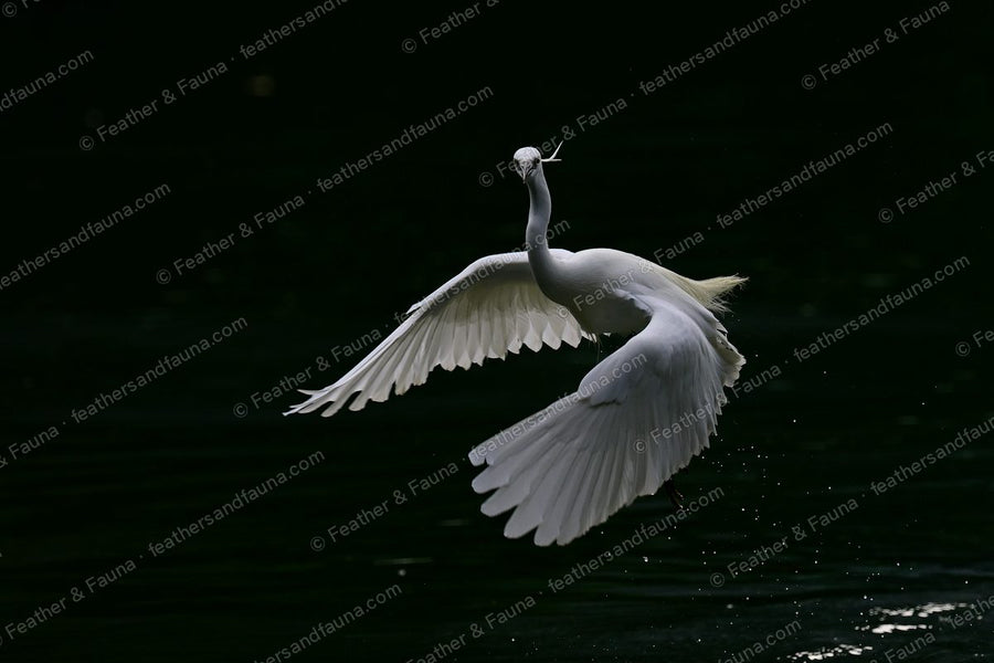 Little Egret landing on dark water with a twig in its bill, wings spread and plumes flying.