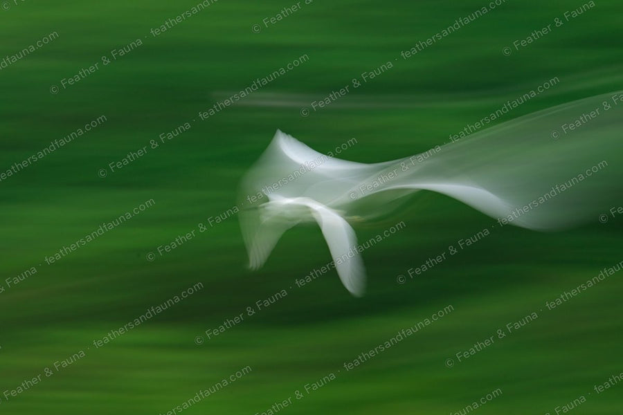 Abstract motion-blur of a Little Egret in flight, white streaks against green.
