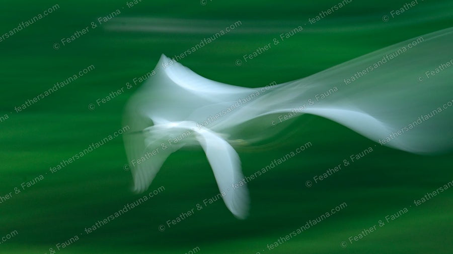 Abstract motion-blur of a Little Egret in flight, a white ribbon against green.