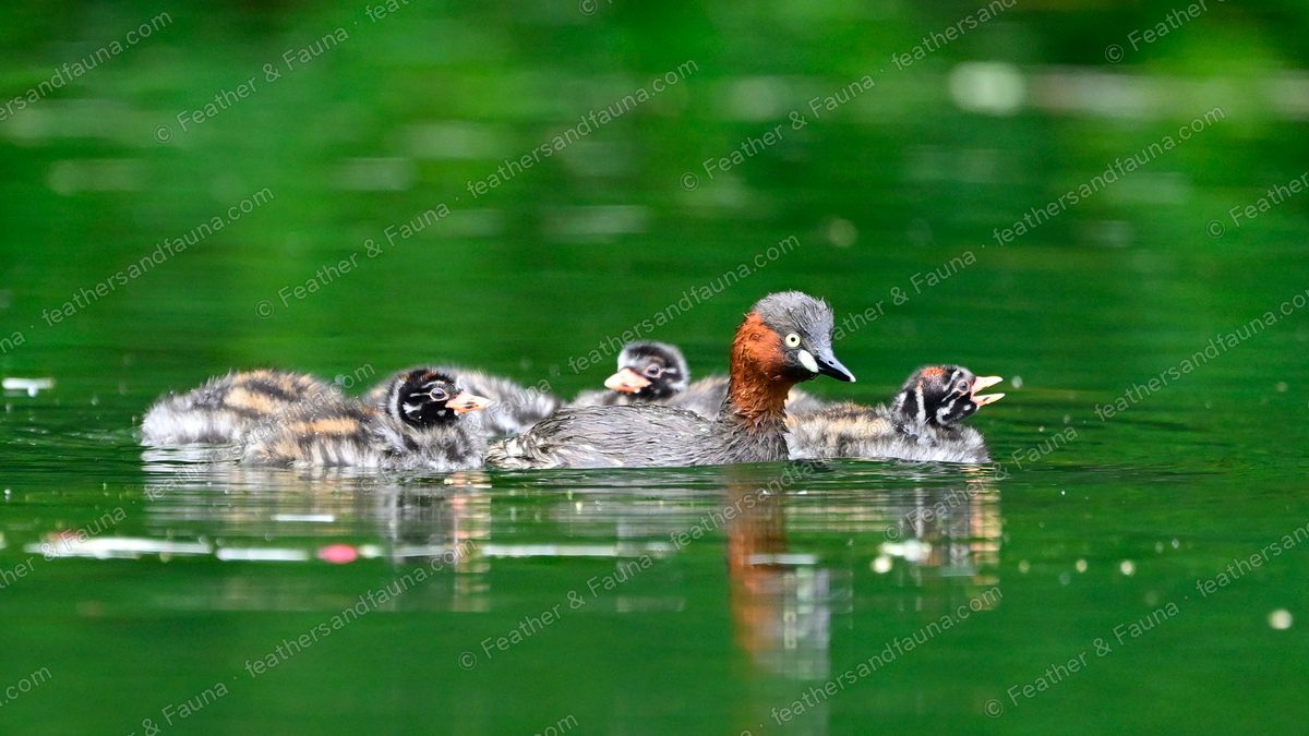 Little Grebe with several striped chicks around and on its back on green water.