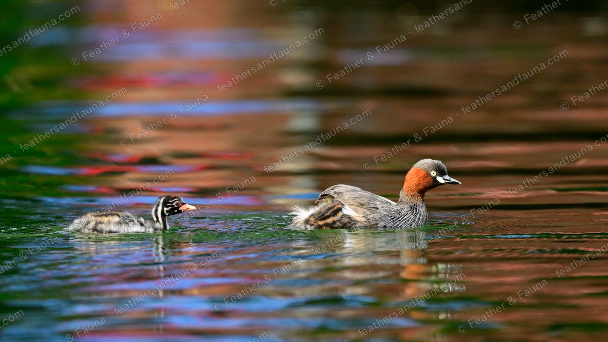 Little Grebe with a striped chick on water full of colourful reflections.